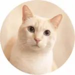 Gatete, gato crema de FelinaCare