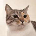 Grey, gata tricolor de FelinaCare