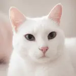 Niki, gata blanca de FelinaCare